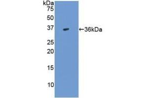 Detection of Recombinant TGFb3, Human using Polyclonal Antibody to Transforming Growth Factor Beta 3 (TGFb3) (TGFB3 anticorps  (AA 24-300))