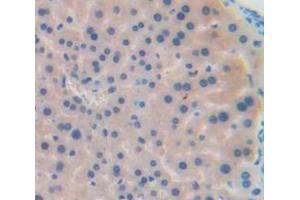 IHC-P analysis of Mouse Tissue, with DAB staining. (CCL22 anticorps  (AA 29-92))