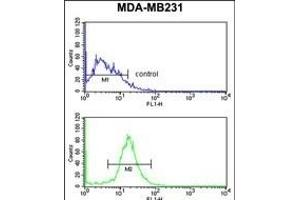DIRAS1 Antibody (Center) (ABIN653351 and ABIN2842831) flow cytometry analysis of MDA-M cells (bottom histogram) compared to a negative control cell (top histogram).