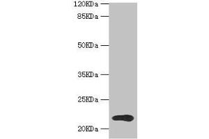 Western blot All lanes: TPD52L1 antibody at 1. (TPD52L1 anticorps  (AA 1-144))