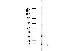 Western blot analysis of lysates from Rat lung, using LAMTOR3 Antibody at 1/1000 dilution.