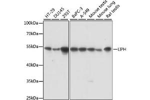 Western blot analysis of extracts of various cell lines, using LIPH antibody (ABIN7268275) at 1:1000 dilution. (LIPH anticorps  (AA 350-450))