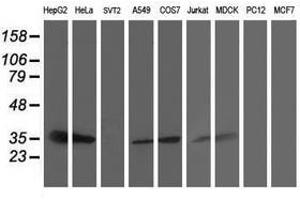 Image no. 3 for anti-Signal Sequence Receptor, alpha (SSR1) antibody (ABIN1501149)