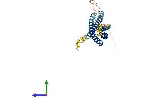 AlphaFold protein structure predicition of Human Recombinant MS4A3 Protein, UniprotID Q96HJ5