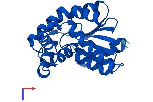 AlphaFold protein structure predicition of Mouse Recombinant Cmpk1 Protein, UniprotID Q9DBP5