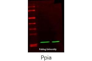 Western Blot (WB) analysis: Please contact us for more details.