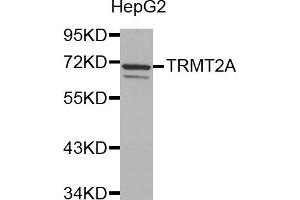 Western Blotting (WB) image for anti-tRNA Methyltransferase 2 Homolog A (TRMT2A) antibody (ABIN1877004) (TRMT2A anticorps)