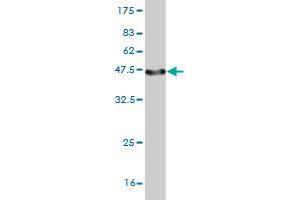 Western Blot detection against Immunogen (45. (VSTM2L anticorps  (AA 25-204))