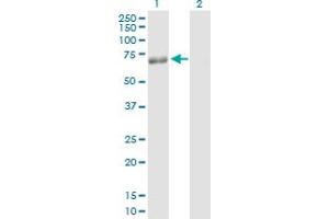Western Blot analysis of PLIN expression in transfected 293T cell line by PLIN MaxPab polyclonal antibody.