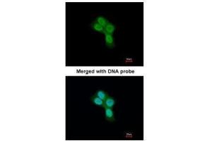 ICC/IF Image Immunofluorescence analysis of paraformaldehyde-fixed A431, using REA , antibody at 1:200 dilution. (Prohibitin 2 anticorps)
