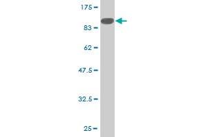 Western Blot detection against Immunogen (96.
