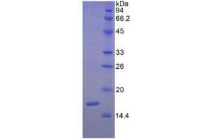 SDS-PAGE analysis of Human Semaphorin 3F Protein.