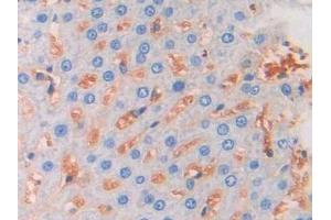 Used in DAB staining on fromalin fixed paraffin- embedded liver tissue (FGF13 anticorps  (AA 1-192))