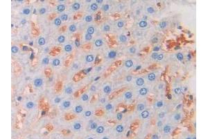 Used in DAB staining on fromalin fixed paraffin- embedded liver tissue