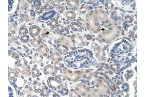 PPAT antibody was used for immunohistochemistry at a concentration of 4-8 ug/ml to stain Epithelial cells of renal tubule (arrows) in Human Kidney.