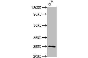 Western Blot Positive WB detected in U87 whole cell lysate All lanes CD9 antibody at 0. (Recombinant CD9 anticorps)
