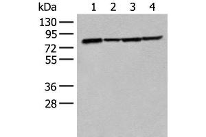 Western blot analysis of K562 Hela 231 and HT-29 cell lysates using TUBGCP4 Polyclonal Antibody at dilution of 1:300 (TUBGCP4 anticorps)