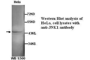 Image no. 1 for anti-Mitogen-Activated Protein Kinase 8 (MAPK8) antibody (ABIN790900) (JNK anticorps)