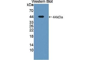 LTBP1 anticorps  (AA 1424-1721)
