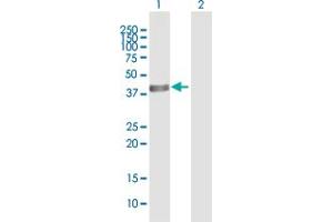 Western Blot analysis of ACADS expression in transfected 293T cell line by ACADS MaxPab polyclonal antibody.