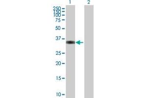 Western Blot analysis of PPP1R3C expression in transfected 293T cell line by PPP1R3C MaxPab polyclonal antibody. (PPP1R3C anticorps  (AA 1-317))
