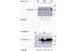 Image no. 1 for anti-EPH Receptor B1 (EPHB1) antibody (ABIN264961) (EPH Receptor B1 anticorps)