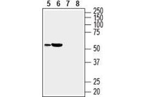 Western blot analysis of rat heart (lanes 5 and 7) and mouse heart (lanes 6 and 8) lysates: - 5, 6. (SLC35G1 anticorps  (3rd Extracellular Loop))
