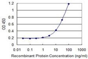 anti-Methylthioadenosine phosphorylase (MTAP) (AA 1-283) antibody