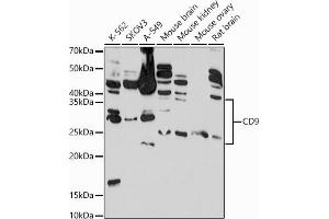 Western blot analysis of extracts of various cell lines, using CD9 antibody  at 1:1000 dilution. (CD9 anticorps  (AA 112-195))