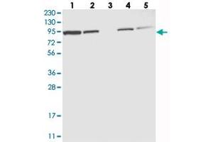 Western blot analysis of Lane 1: RT-4, Lane 2: U-251 MG, Lane 3: Human Plasma, Lane 4: Liver, Lane 5: Tonsil with EFR3A polyclonal antibody  at 1:250-1:500 dilution. (EFR3A anticorps)