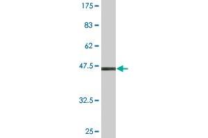 Western Blot detection against Immunogen (47.
