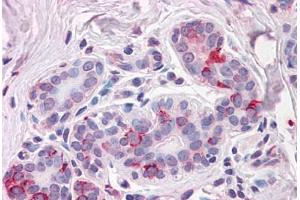 Anti-NPTN antibody  ABIN1049120 IHC staining of human breast. (NPTN anticorps  (Internal Region))