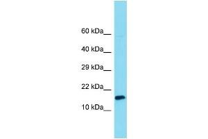 Host: Rabbit Target Name: MNF1 Sample Type: 293T Whole Cell lysates Antibody Dilution: 1. (MNF1 anticorps  (C-Term))