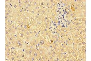 Immunohistochemistry of paraffin-embedded human liver tissue using ABIN7156249 at dilution of 1:100