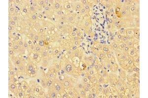 Immunohistochemistry of paraffin-embedded human liver tissue using ABIN7156249 at dilution of 1:100 (ING3 anticorps  (AA 51-223))