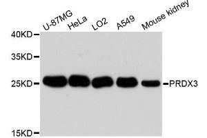 Western blot analysis of extracts of various cell lines, using PRDX3 antibody. (Peroxiredoxin 3 anticorps  (AA 63-256))