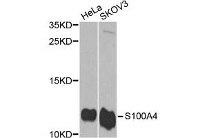 Western blot analysis of extracts of various cell lines, using S100A4 antibody (ABIN5970801) at 1/1000 dilution. (s100a4 anticorps)