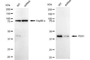 Western blotting analysis using PDX1 antibody (ABIN7799731).