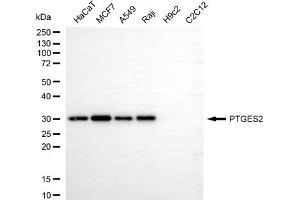Western blotting analysis using PTGES2 antibody (ABIN7799935).