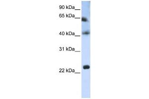 Western Blotting (WB) image for anti-Tetraspanin 3 (TSPAN3) antibody (ABIN2459035) (Tetraspanin 3 anticorps)