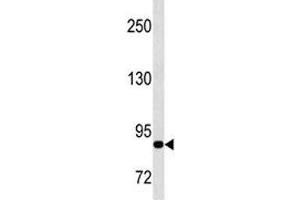 MMP9 antibody western blot analysis in CEM lysate.