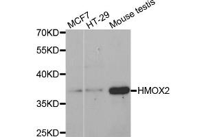 Western blot analysis of extracts of various cell lines, using HMOX2 antibody (ABIN5971461) at 1:400 dilution. (HMOX2 anticorps)