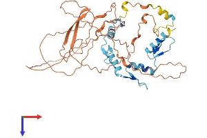 AlphaFold protein structure predicition of Human Recombinant YY1 Protein, UniprotID P25490