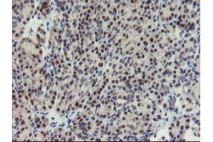 Image no. 2 for anti-SUMO1/sentrin/SMT3 Specific Peptidase 2 (SENP2) (AA 139-523) antibody (ABIN1490931) (SENP2 anticorps  (AA 139-523))