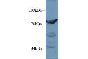 DPP3 antibody  (AA 2-261)