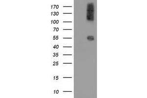 Western Blotting (WB) image for anti-Calcium Binding and Coiled-Coil Domain 2 (CALCOCO2) antibody (ABIN1497078) (CALCOCO2 anticorps)