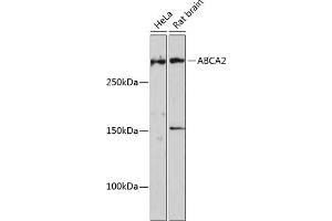 Western blot analysis of extracts of various cell lines, using  Polyclonal Antibody (ABIN7265728) at 1:1000 dilution. (ABCA2 anticorps  (AA 2307-2466))