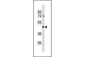 IRX1 Antibody (N-term) (ABIN1881466 and ABIN2843286) western blot analysis in MDA-M cell line lysates (35 μg/lane).