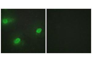 Immunofluorescence (IF) image for anti-Cleavage Stimulation Factor, 3' Pre-RNA, Subunit 2, 64kDa (CSTF2) (N-Term) antibody (ABIN1849326) (CSTF2 anticorps  (N-Term))