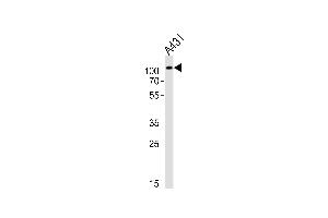 Western blot analysis of lysate from A431 cell line, using IARS2 Antibody (N-term) (ABIN6243753 and ABIN6577644). (IARS2 anticorps  (N-Term))